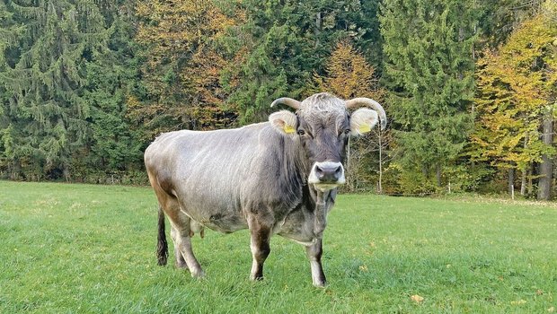 Resy, die 22-jährige Grauvieh-Kuh, ist immer noch rüstig und geht jedes Jahr auf die Alp. 