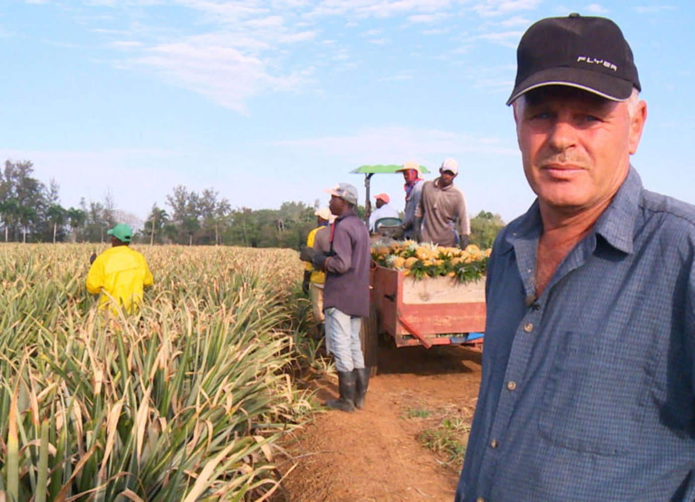 Emil Trüeb auf einem seiner Ananas-Felder. (Bild SRF)