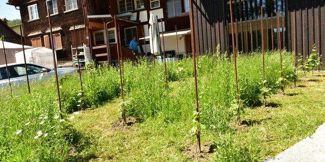 Der Rebberg vor dem Haus des St. Galler Weins ist lediglich 50 Quadratmeter gross. Er bietet aber Platz für 31 Sorten (Bild Heidy Beyeler)