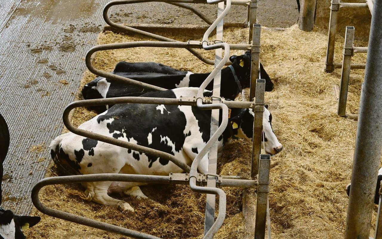 Im Warteraum vor dem Melkstand, im Fress- und im Liegebereich ist besonders für Kühlung zu sorgen.