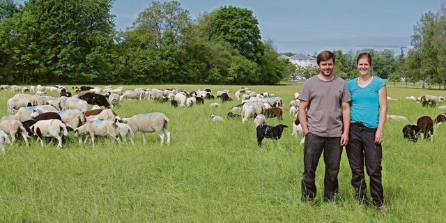 Markus Bösch und Lisa Beutler sind die neuen Pächter auf der Allmend Frauenfeld. Sie bedauern, dass die Markierung der Schafe mit der zweiten Ohrmarke nicht gestaffelt erfolgen kann.(Bild pb)