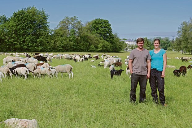 Markus Bösch und Lisa Beutler sind die neuen Pächter auf der Allmend Frauenfeld. Sie bedauern, dass die Markierung der Schafe mit der zweiten Ohrmarke nicht gestaffelt erfolgen kann.(Bild pb)