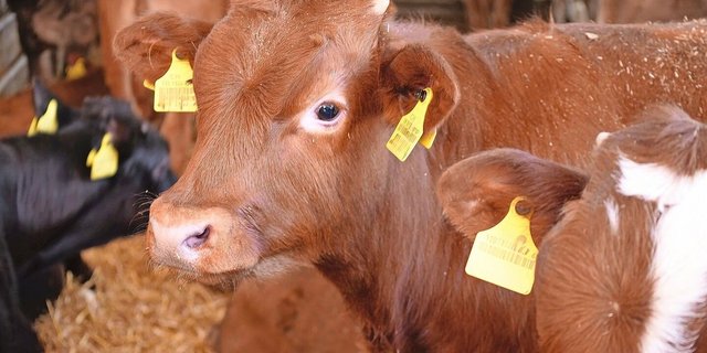 Nach dem Abtränken wechseln die Munis in den Maststall. Dort werden sie zunächst noch auf Tiefstreu gehalten, danach bleiben sie bis Mastende im Hochboxen-Laufstall. 