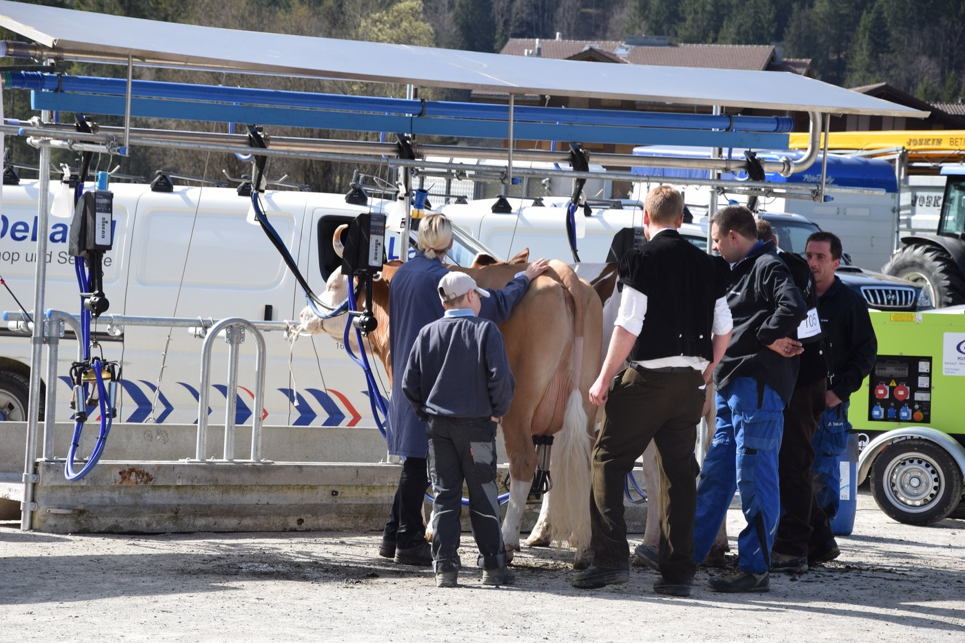 Nach der Rangierung ging es sofort zum Melken. 