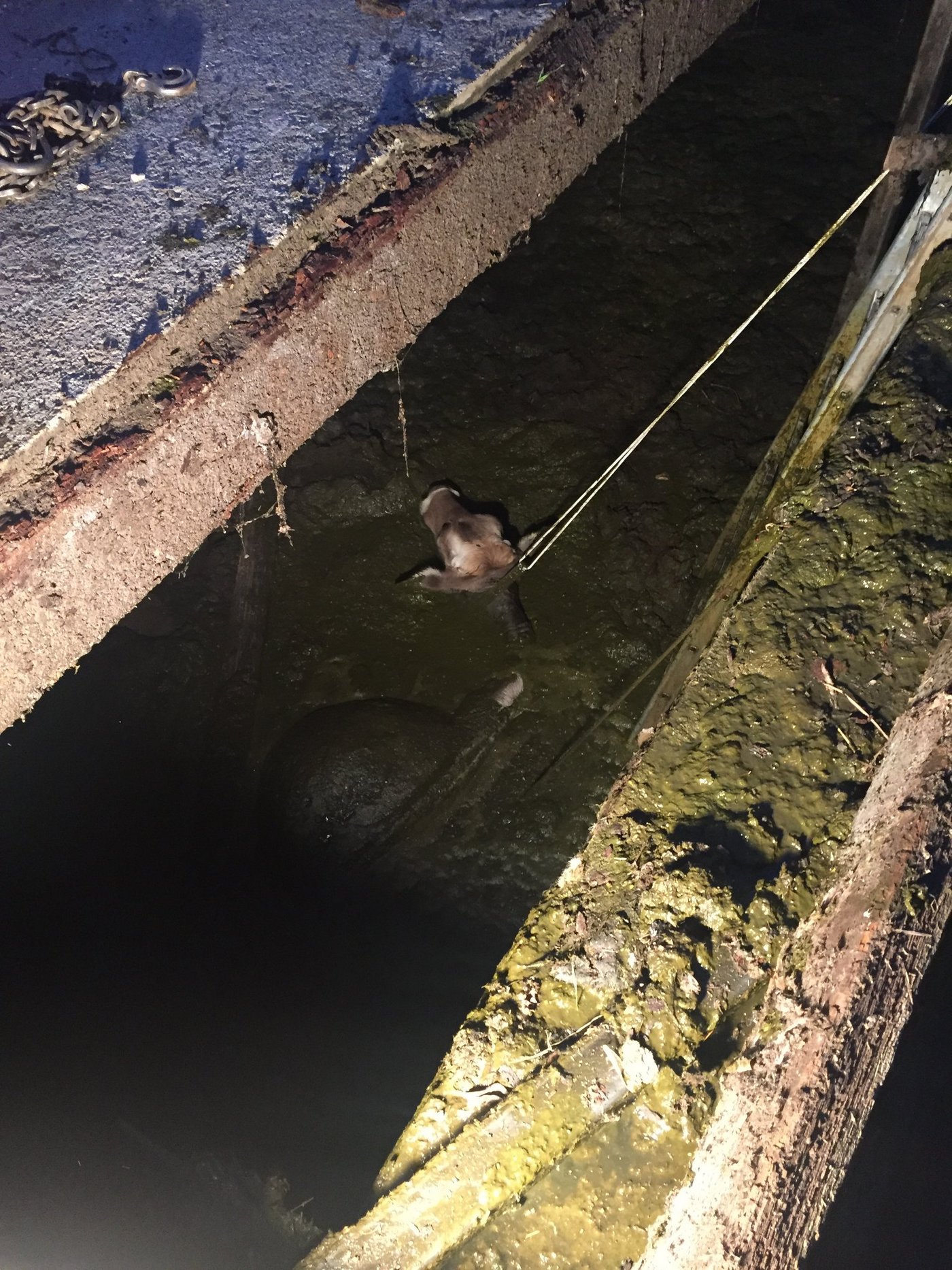 Die Kuh war durch einen Holzboden gebrochen.