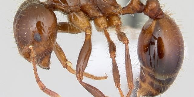 Eine Rote Feuerameise. (Bild antweb.org)