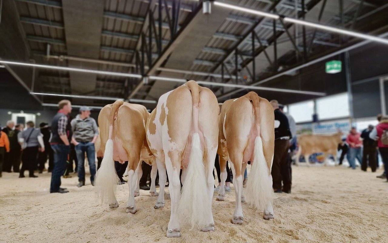 Die Eutergesundheit ist für die Milchproduktion ein zentrales Thema. Immer tiefere Zellzahlen zu fordern, sei aber nicht der richtige Ansatz, sagt Tierarzt Andreas Raemy. 