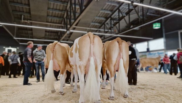 Die Eutergesundheit Die Eutergesundheit ist für die Milchproduktion ein zentrales Thema. Immer tiefere Zellzahlen zu fordern, sei aber nicht der richtige Ansatz, sagt Tierarzt Andreas Raemy.