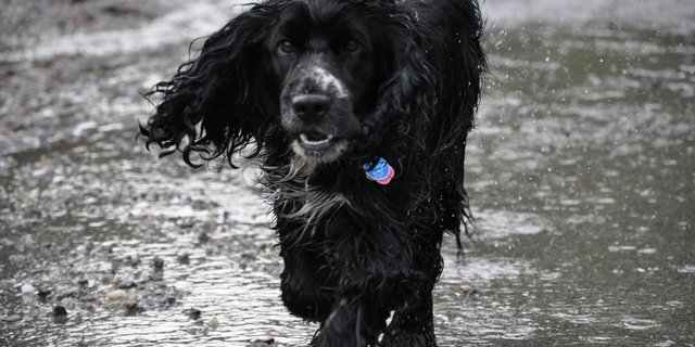 Hunde können nicht schwitzen, daher überhitzen sie schnell. (Bild tw)