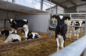 Bei Mängeln in der Nutztierhaltung wird im Thurgau  künftig eine Begleitgruppe einberufen. (Symbolbild jba)