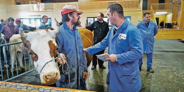 Öffentliche Märkte sind ein wichtiger Ort der Preisbildung beim Schlachtvieh. Hier herrschen aber auch zahlreiche geschriebene und ungeschriebene Gesetze des Viehhandels.