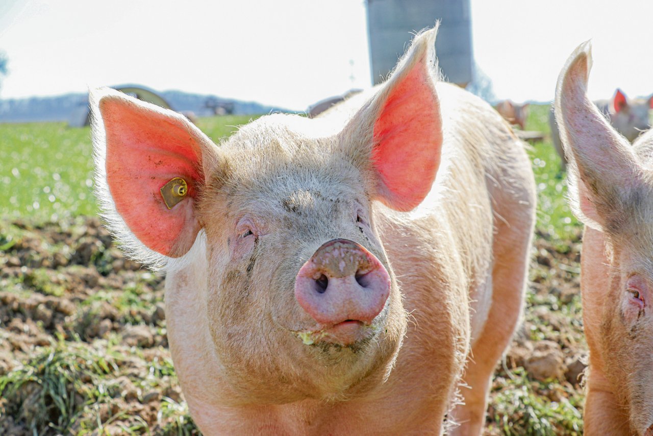 Die Branche will das Schweizer Schweinefleisch noch besser ausloben.(Bild BauZ)