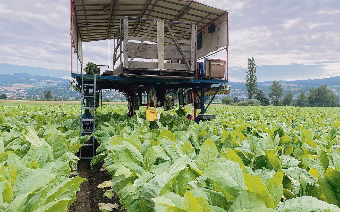 Der Tabakernter erleichtert das Pflücken und Transportieren der Blätter. Gleichwohl bleibt viel Handarbeit.