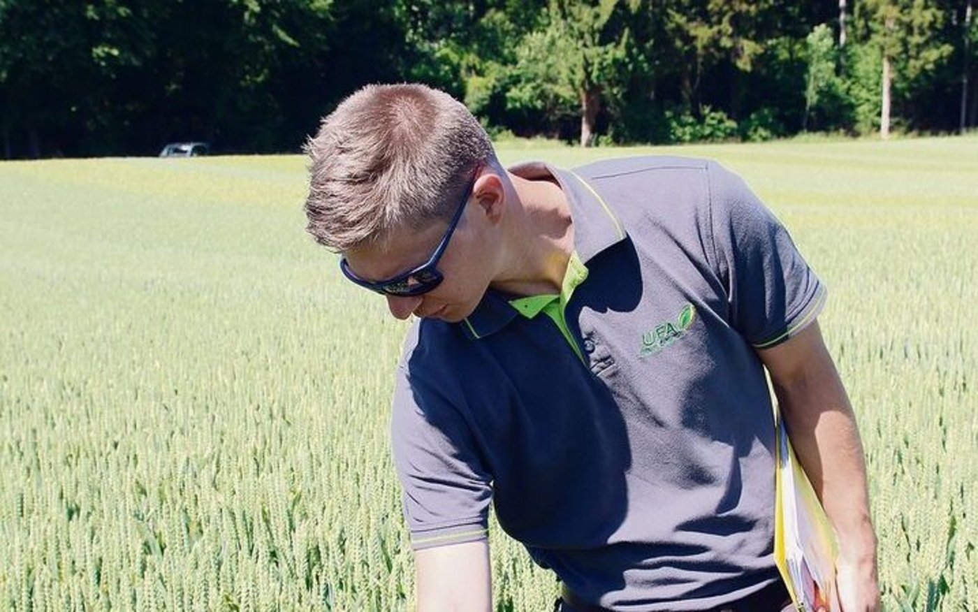 Die Futterweizensorte Campesino (hier auf dem Bild) sei die stärkste im Ertrag, sagte Roman Keusch.