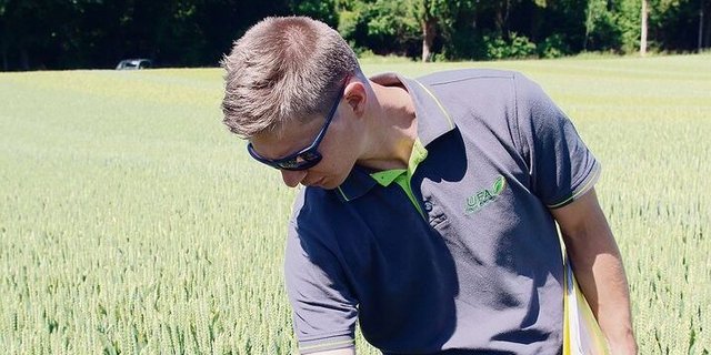 Die Futterweizensorte Campesino (hier auf dem Bild) sei die stärkste im Ertrag, sagte Roman Keusch.