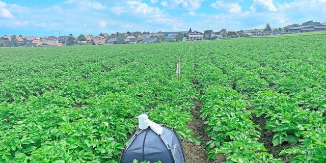In solchen Zeltfallen werden Zikaden gesammelt, um Einflug und Entwicklung der Insekten zu überwachen.
