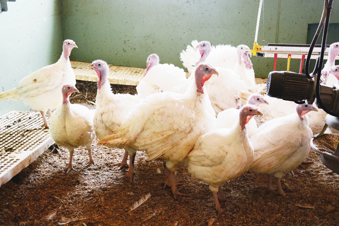 Trutenfleisch ist gefragt, aber nicht ganz einfach zu produzieren. Die Tiere sind kräftig und schwer. Es braucht sicheres Handling.