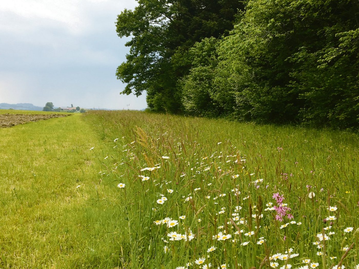 Nicht überall ist die Grenze zwischen Wald und Land so klar. Wird Wald nicht regelmässig zurückgedrängt, wächst dieser ein. Statische Waldgrenzen sollen mehr Rechtssicherheit schaffen.  (Bild Josef Scherer)