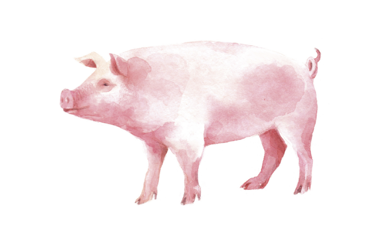 Zeichnung eines Mastschweines.
