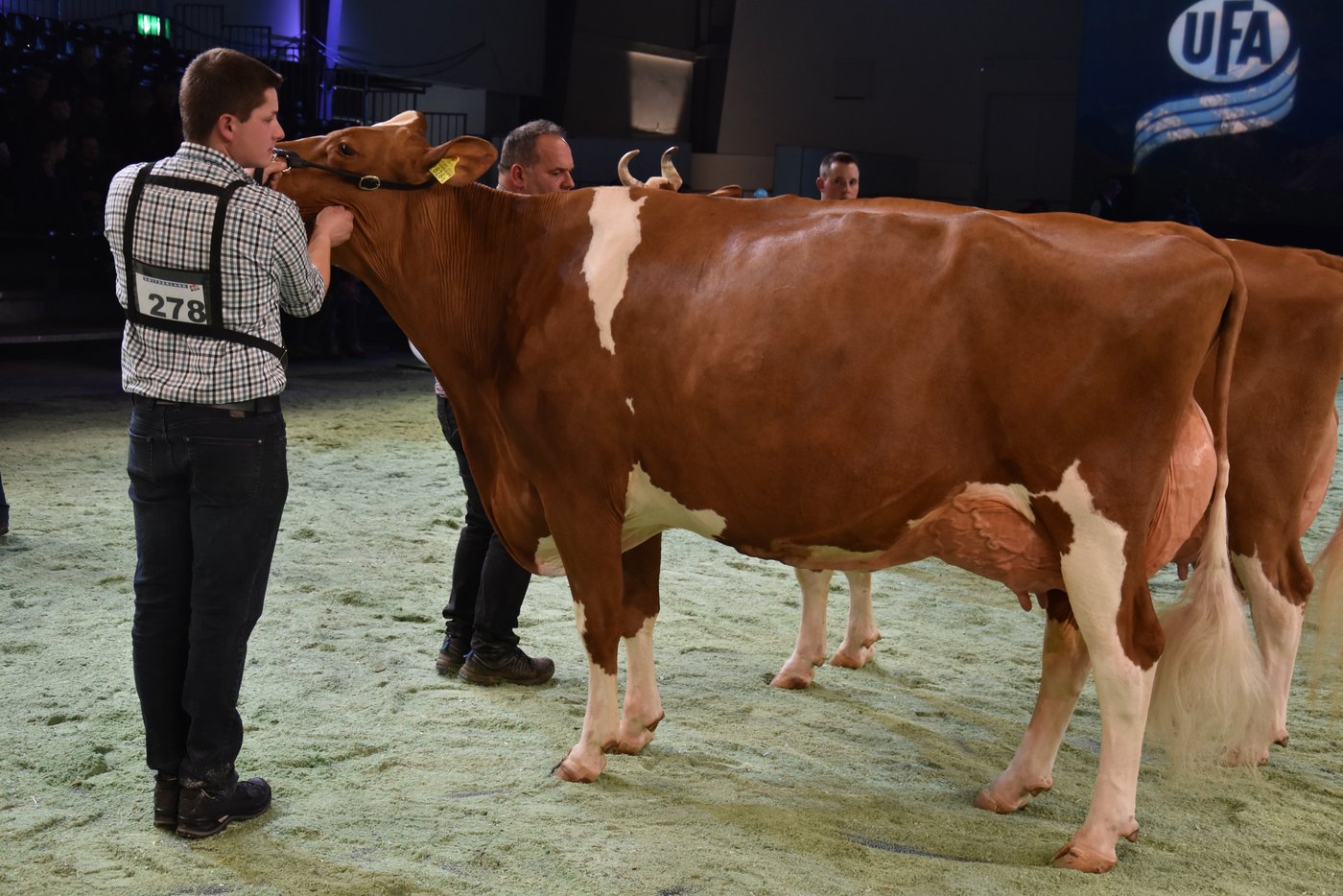 Die wunderschöne Grande Championne: Renato Kate.