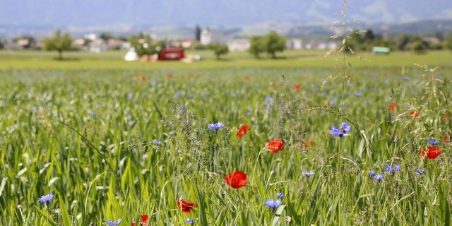 Die Umweltziele Landwirtschaft sind ein Politikum. (Bild lid) 