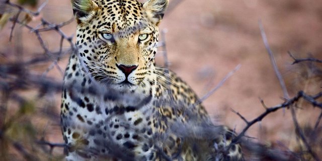 Leopard