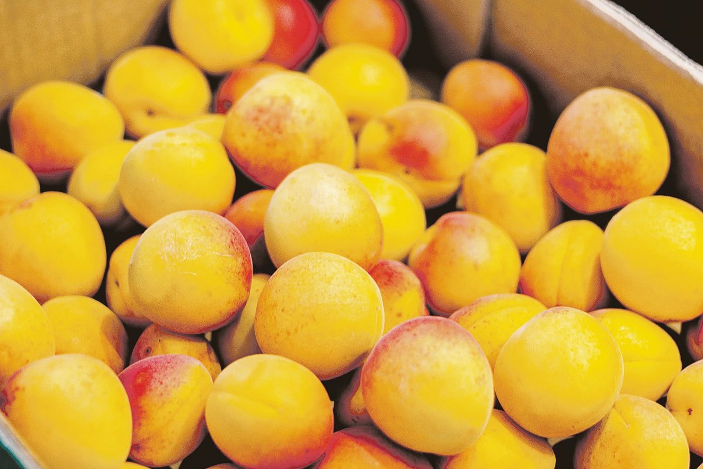 Mit 700 Hektaren Anbaufläche könne laut Schweizer Obstverband 97 Prozent der Schweizer Produktion abgedeckt werden. (Bild Pixabay)