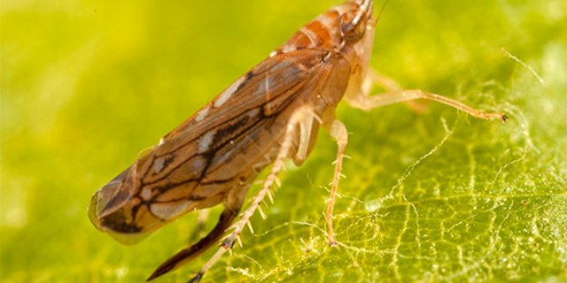 Die Goldgelbe Vergilbung kann entweder von Rebe zu Rebe oder durch die amerikanische Rebzikade (Scaphoideus titanus) übertragen werden. (Bild Agroscope)