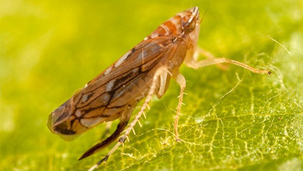 Die Goldgelbe Vergilbung kann entweder von Rebe zu Rebe oder durch die amerikanische Rebzikade (Scaphoideus titanus) übertragen werden. (Bild Agroscope)