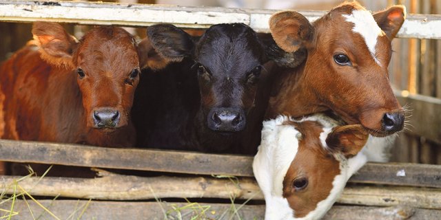 Gesunde Kälber sind satt und zufrieden. Bild: Fotolia