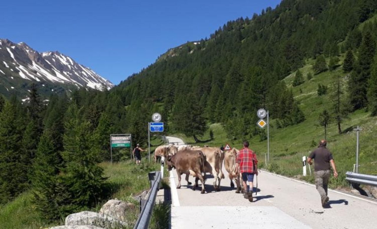 Auf der Alpe Formazzora sind seit Mittwoch wieder Rinder.