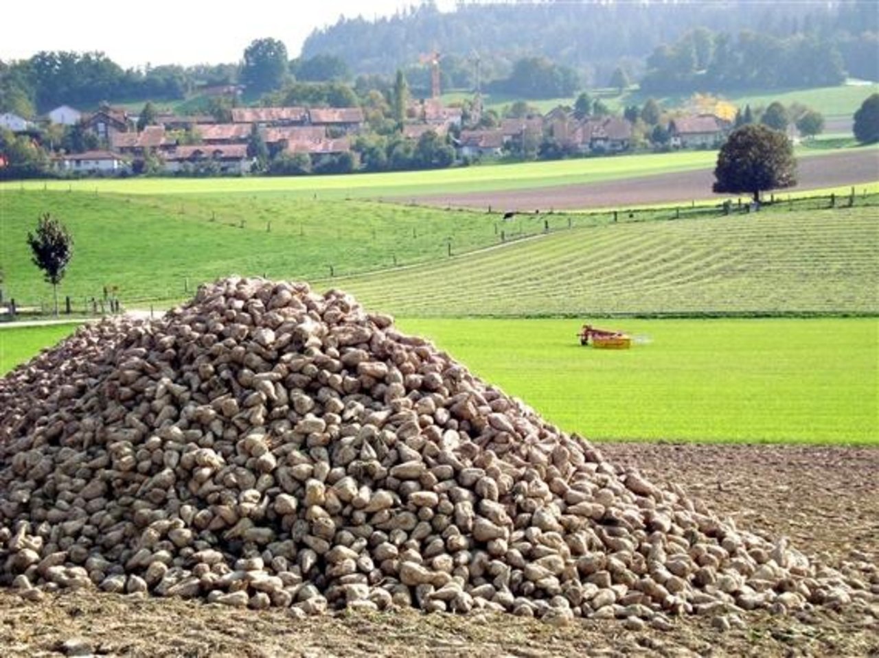 Die Zuckerrübenproduktion in der Schweiz blickt schwierigen Zeiten entgegen. (Bild Martin Aeschlimann / landwirtschaft.ch) 
