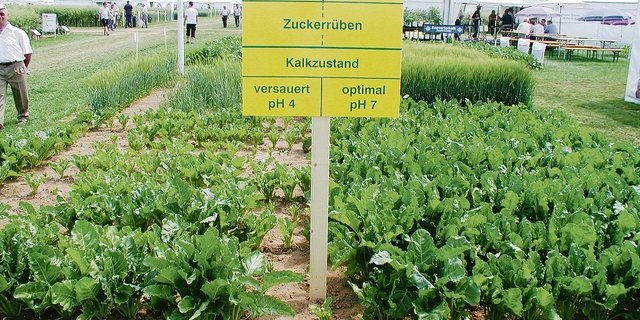 Ein zu tiefer pH-Wert im Boden vertragen die meisten Kulturen schlecht, auch die Zuckerrüben. (Bild Andi Distel)
