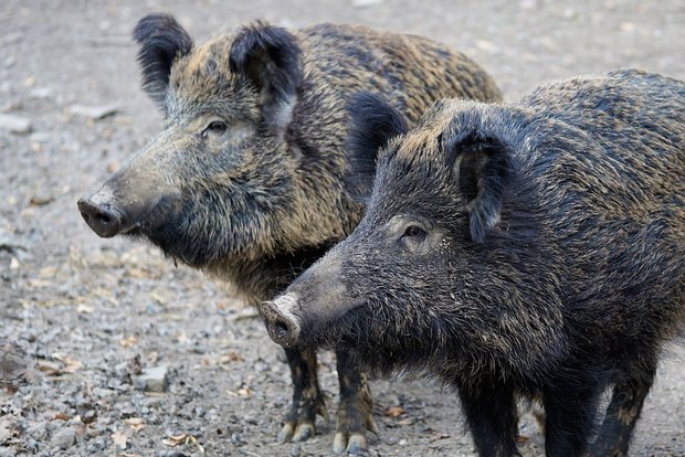 In Polen grassiert die Afrikanische Schweinepest bei Wildschweinen. (Symbolbild Pixabay)