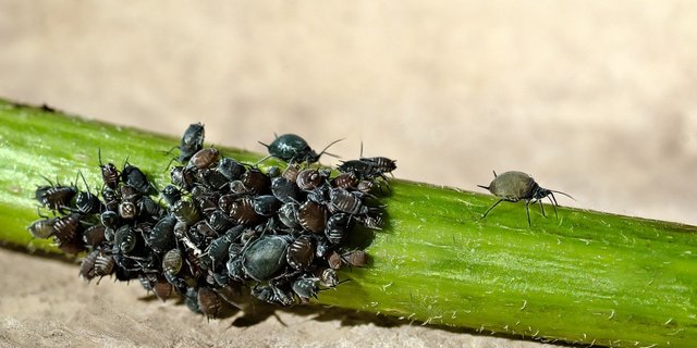 Der neue Wirkstoff soll die ganze Pflanze vor saugenden Insekten wie Läusen schützen. (Symbolbild Pixabay)