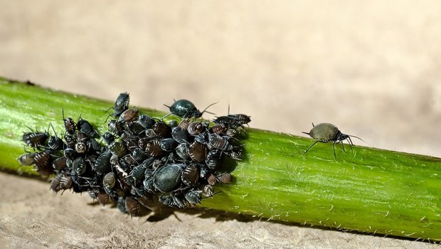 Der neue Wirkstoff soll die ganze Pflanze vor saugenden Insekten wie Läusen schützen. (Symbolbild Pixabay)