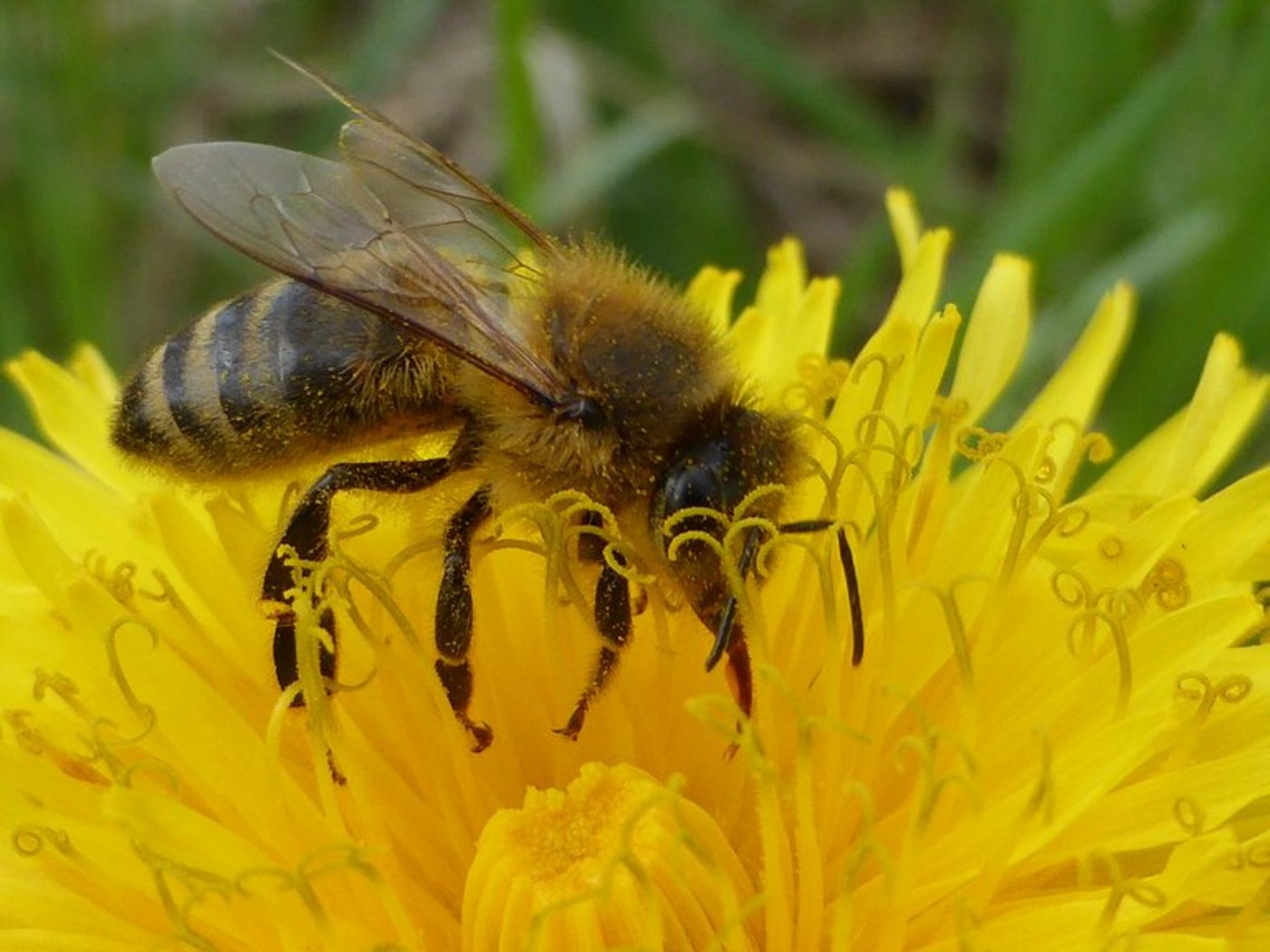 In der Zentralschweiz bereitet die Sauerbrut bei den Bienen Sorgen. (Bild pd)