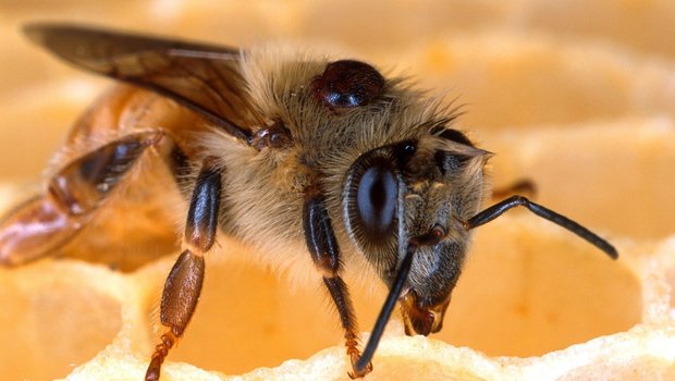 Varroa-Milben parasitieren Honigbienen und schwächen sie, indem sie ihre Fett-Reserven wegfrisst. (Bild Pixabay)