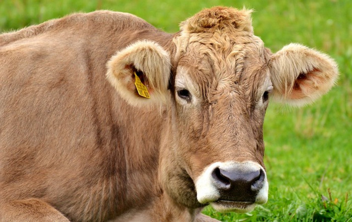 In der Schweiz gab es die letzen Fälle von Rindertuberkulose 2013. (Symbolbild Pixabay)