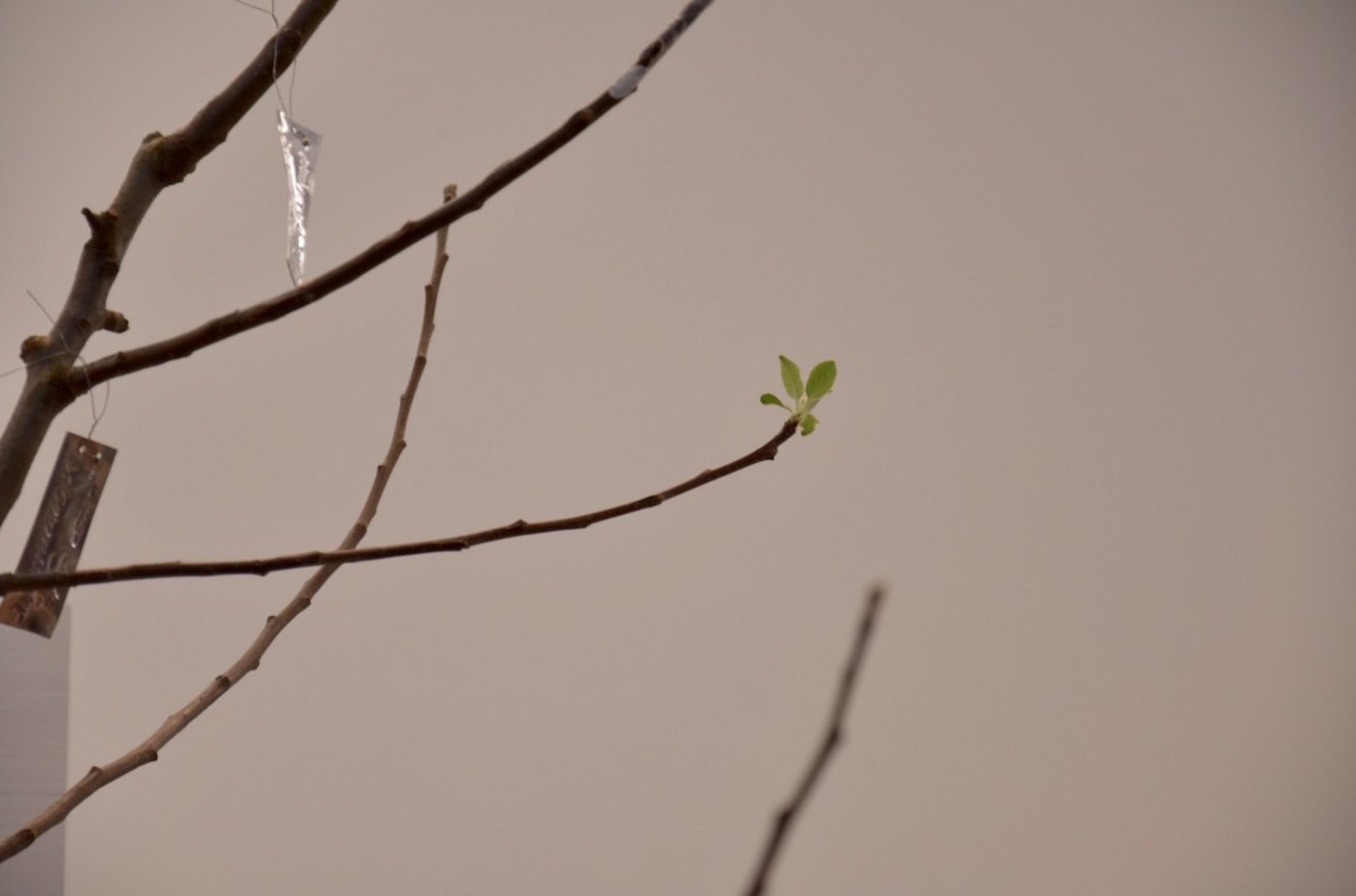 Diese Knospe war der heimliche Star des WEF 2020. Viele Besucher kamen jeden Tag vorbei um ihre Entwicklung zu verfolgen. (Bild noe)