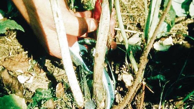 Der Rückschnitt abge Der Rückschnitt abgetragener Himbeerruten steht an. Es empfiehlt sich, keine Stummeln zu hinterlassen.