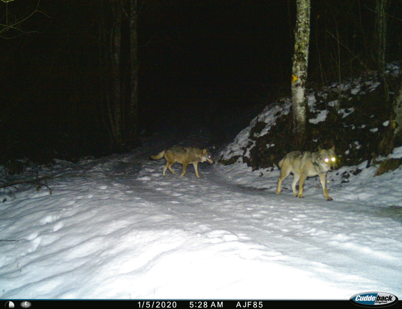 Durch die Bildung von Rudeln hat der Wolfsbestand in Graubünden in wenigen Jahren stark zugelegt. Diese Aufnahme vom Januar zeigt zwei Exemplare, die in der Surselva unterwegs sind.(Bild zVg)