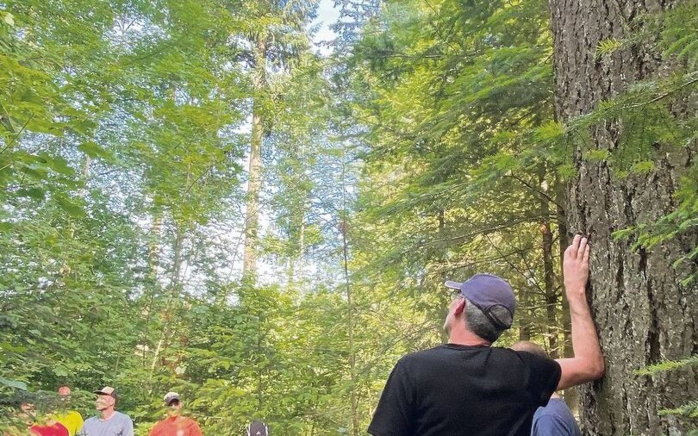 Fachleute machten sich im einem schönen Douglasien-Bestand im Aargau Gedanken zu diesem Baum.