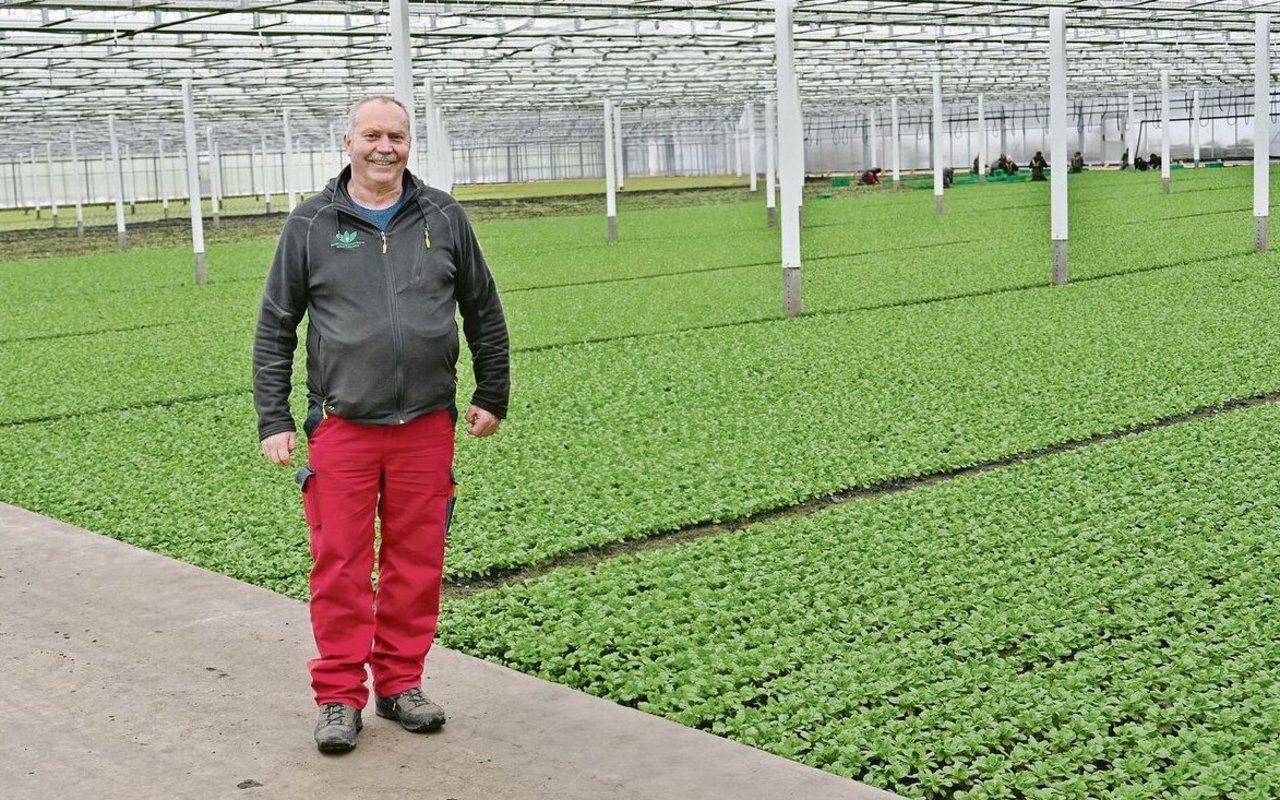 Der Alltag mit zunehmenden Vorschriften und abnehmenden Möglichkeiten im Bereich Pflanzenschutz wird schwieriger. Dennoch hat Thomas Wyssa, hier in einem seiner Gewächshäuser stehend, in dem Nüssler wächst, das Lachen nicht verloren. 