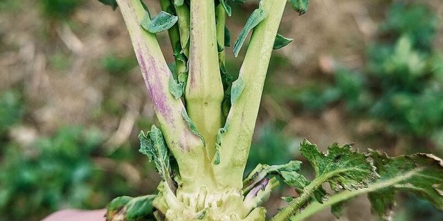 Einstich vom Rapsstängelrüssler direkt unterhalb vom Blattstielansatz.