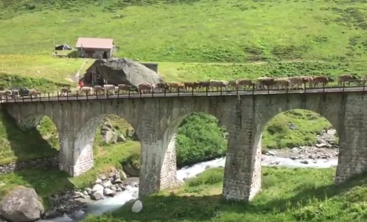 Um zur neuen Weide zu gelangen, müssen die Kälber der Familie Planzer eine Bahnbrücke überqueren. (Screenshot Youtube)