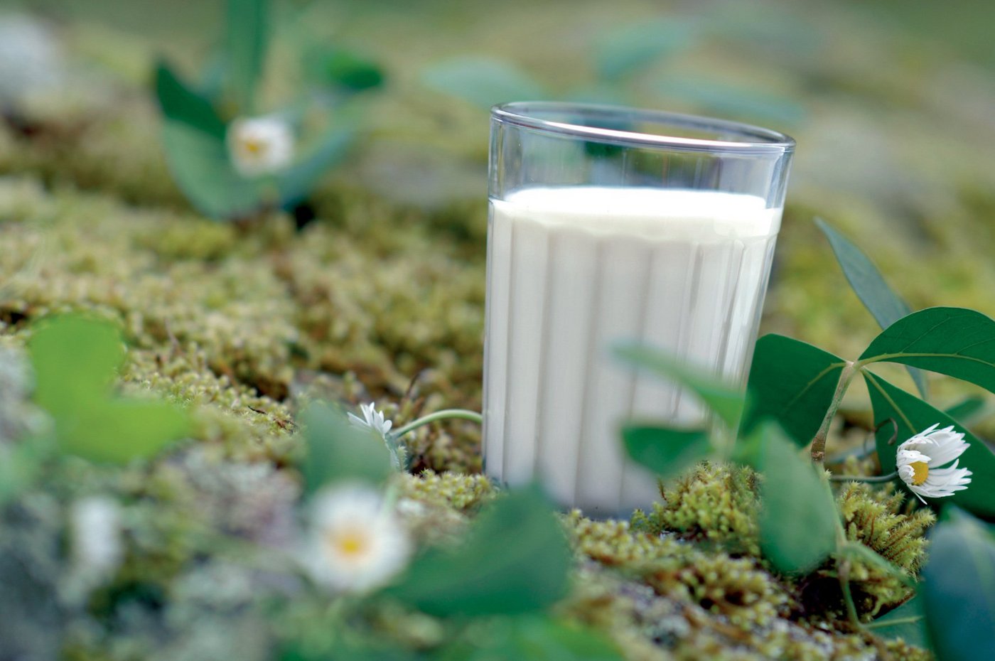 Diskussion um Milchproteine entzweit Fachleute. (Bild: Swissmilk)