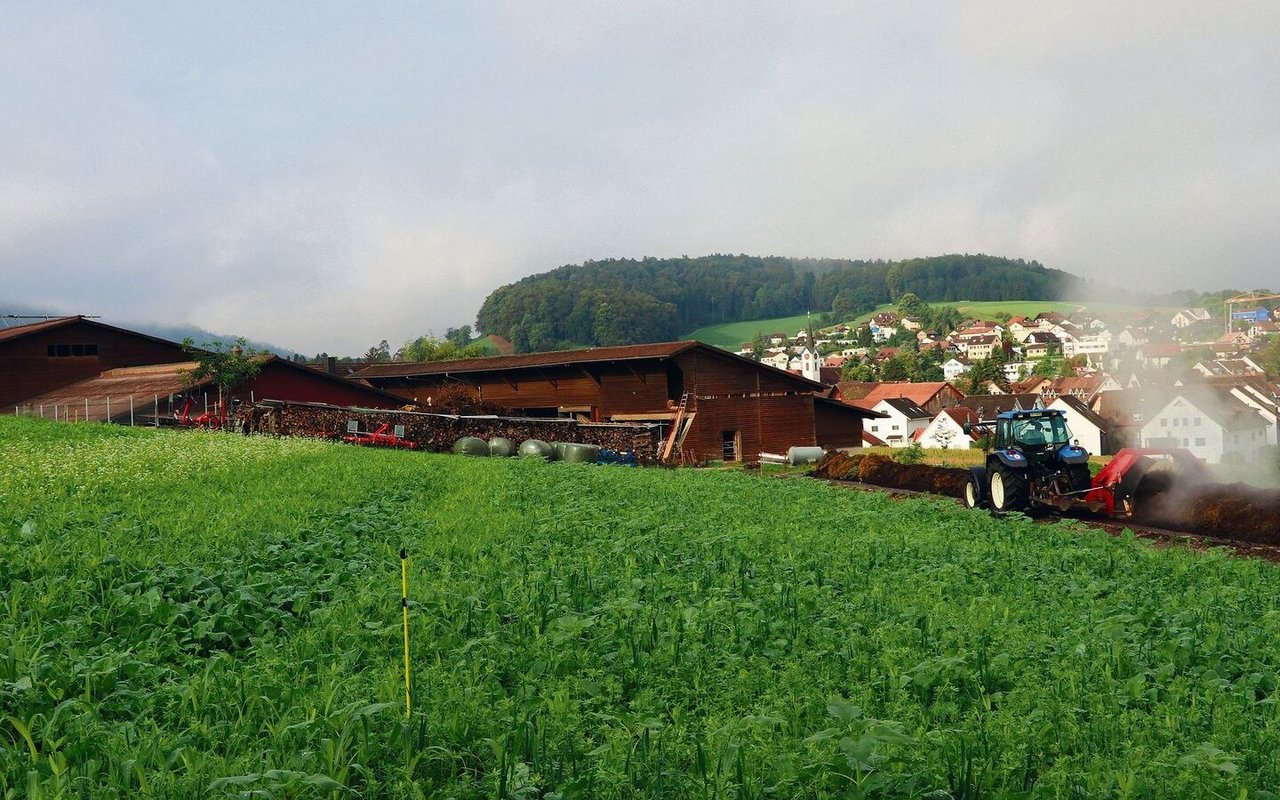 Der Versuch mit Gründüngung auf dem Betrieb von Marcel Frei. Im Hintergrund wird der Hofkompost gewendet. 