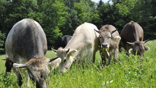 Bio Weide Beef-Tiere auf der Weide: Der Biofleischmarkt entwickelt sich oft entkoppelt vom konventionellen Markt. (Bild FiBL / Marion Nitsch)