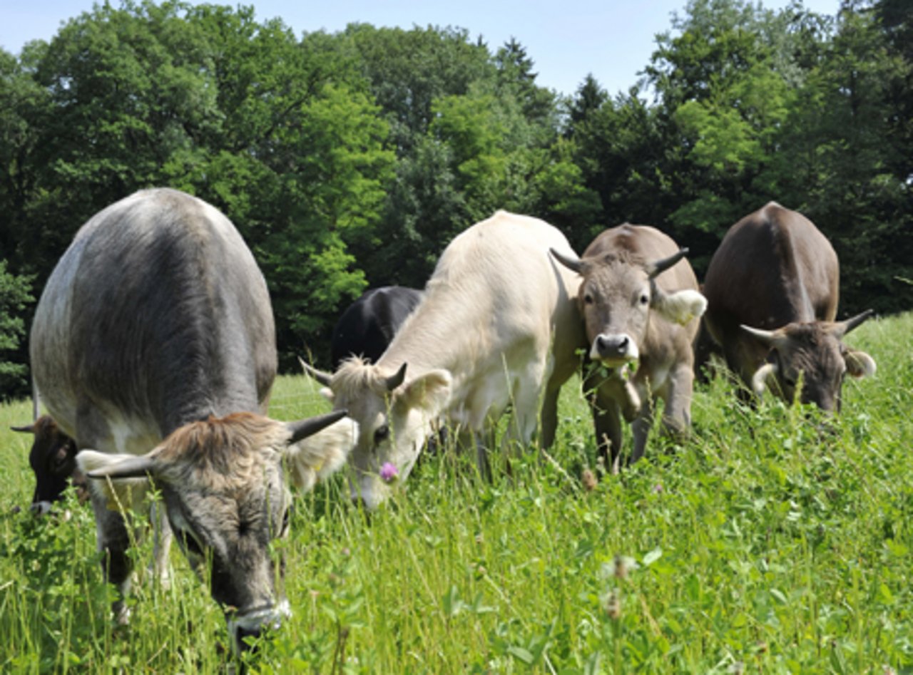 Bio Weide Beef-Tiere auf der Weide: Der Biofleischmarkt entwickelt sich oft entkoppelt vom konventionellen Markt. (Bild FiBL / Marion Nitsch)